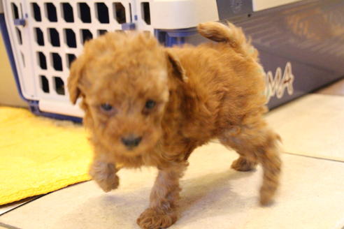 成約済の愛知県のトイプードル-37575の2枚目