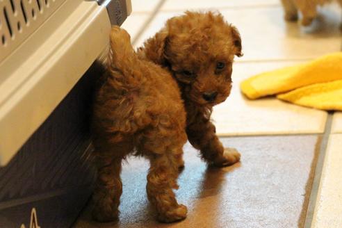 成約済の愛知県のトイプードル-37575の1枚目