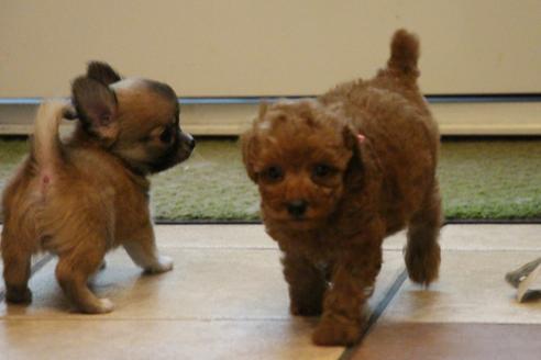 成約済の愛知県のトイプードル-37573の5枚目