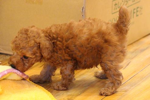 成約済の愛知県のトイプードル-37573の4枚目