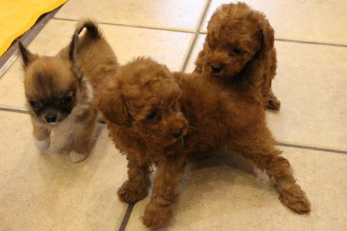 成約済の愛知県のトイプードル-37573の3枚目