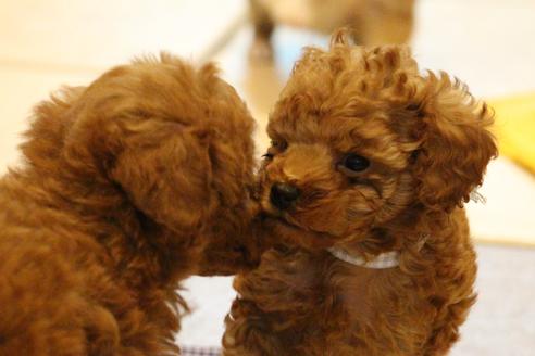 成約済の愛知県のトイプードル-37572の5枚目