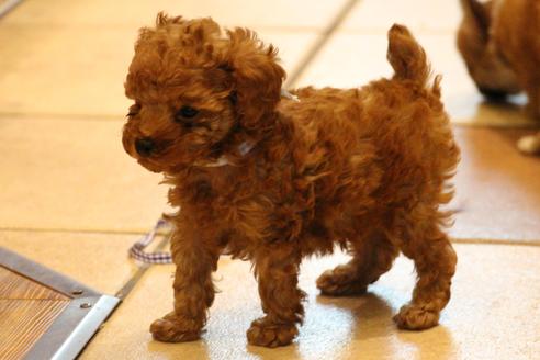 成約済の愛知県のトイプードル-37572の4枚目