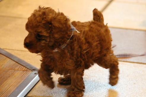 成約済の愛知県のトイプードル-37572の3枚目