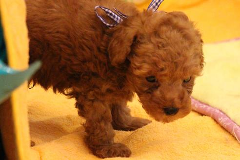 成約済の愛知県のトイプードル-37571の4枚目