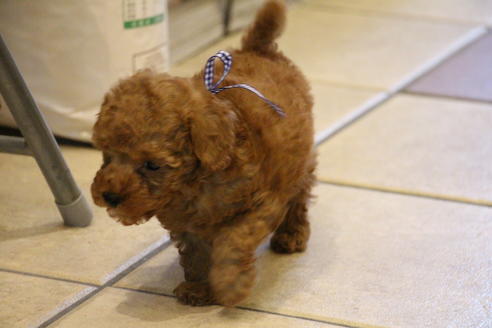 成約済の愛知県のトイプードル-37571の2枚目