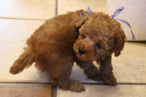 成約済の愛知県のトイプードル-37571の1枚目
