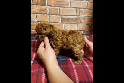 成約済の徳島県のトイプードル-39650の1枚目