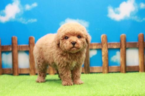 成約済の滋賀県のトイプードル-39657の3枚目