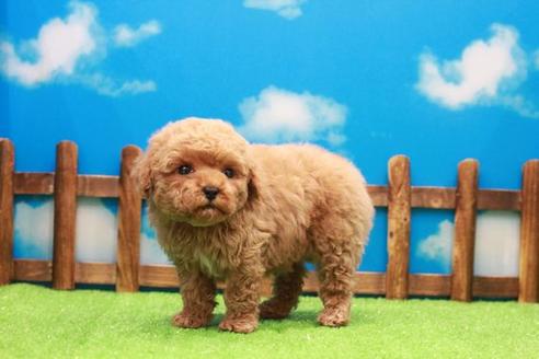 成約済の滋賀県のトイプードル-39657の2枚目