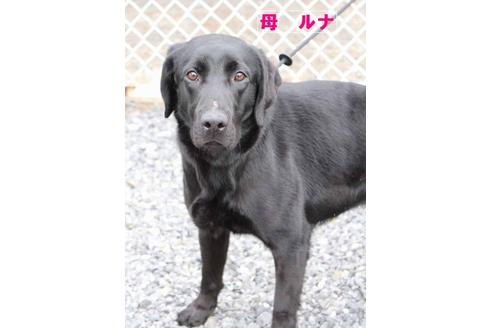 成約済の茨城県のラブラドールレトリーバー-39279の3枚目