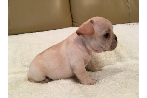 成約済の栃木県のフレンチブルドッグ-39683の1枚目