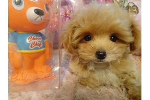 成約済の静岡県のミックス犬-39692の3枚目
