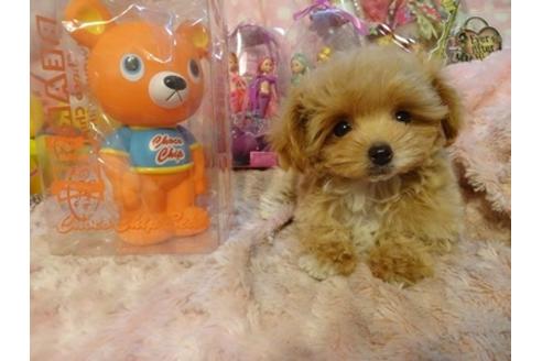 成約済の静岡県のミックス犬-39692の4枚目