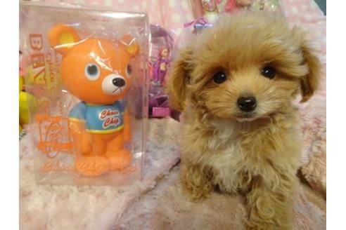 成約済の静岡県のミックス犬-39692の5枚目