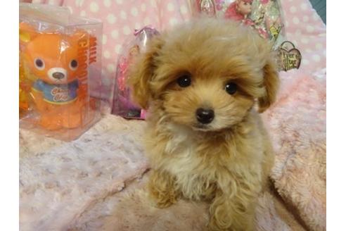 成約済の静岡県のミックス犬-39692の1枚目