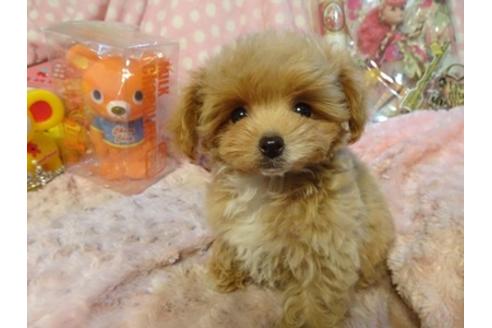 成約済の静岡県のミックス犬-39692の2枚目