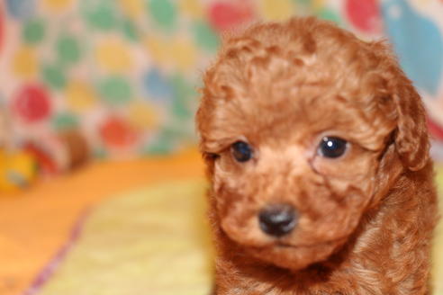 成約済の愛知県のトイプードル-37573の1枚目