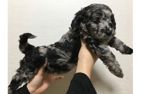 成約済の香川県のミックス犬-39695の4枚目