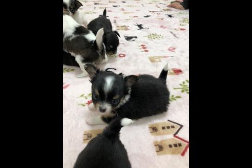 成約済の香川県のチワワ(ロングコート)-39698の2枚目