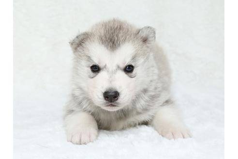 成約済の栃木県のシベリアンハスキー-39709の1枚目
