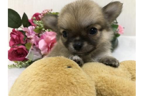 成約済の大阪府のチワワ-39246の3枚目