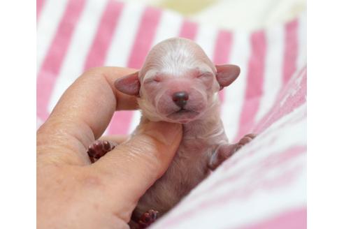 成約済の埼玉県のトイプードル-39719の2枚目