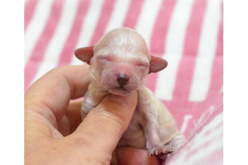 成約済の埼玉県のトイプードル-39719の3枚目