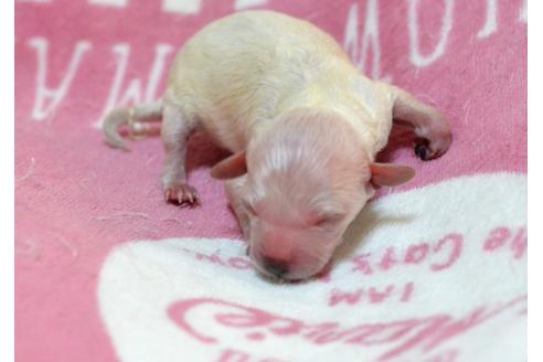 成約済の埼玉県のトイプードル-39719の4枚目