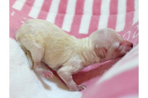 成約済の埼玉県のトイプードル-39719の1枚目