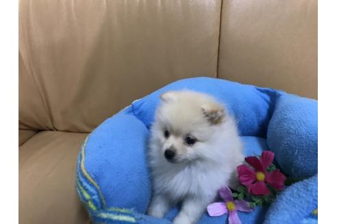 成約済の栃木県のポメラニアン-39730の1枚目