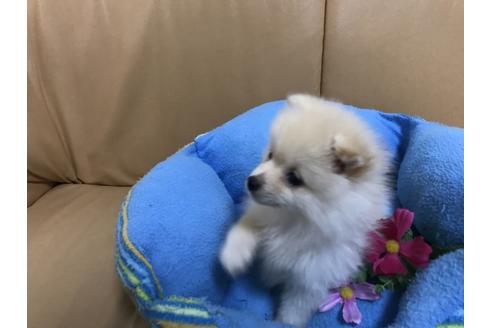 成約済の栃木県のポメラニアン-39730の2枚目