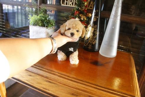 成約済の埼玉県のトイプードル-39747の3枚目