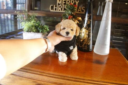 成約済の埼玉県のトイプードル-39747の4枚目