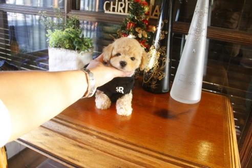 成約済の埼玉県のトイプードル-39747の5枚目