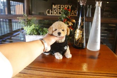 成約済の埼玉県のトイプードル-39747の1枚目