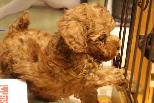 成約済の愛知県のトイプードル-37572の2枚目