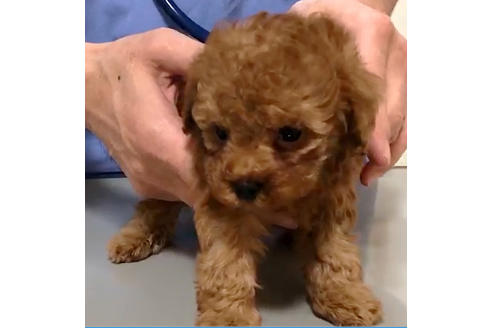 成約済の愛知県のトイプードル-37572の1枚目
