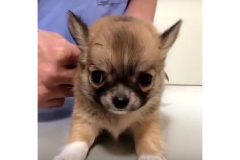 成約済の愛知県のチワワ(ロングコート)-36609の1枚目