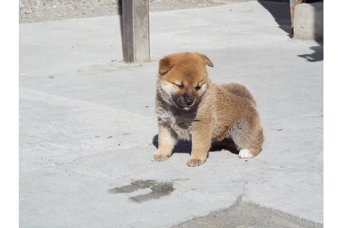 成約済の埼玉県の柴犬-39793の5枚目