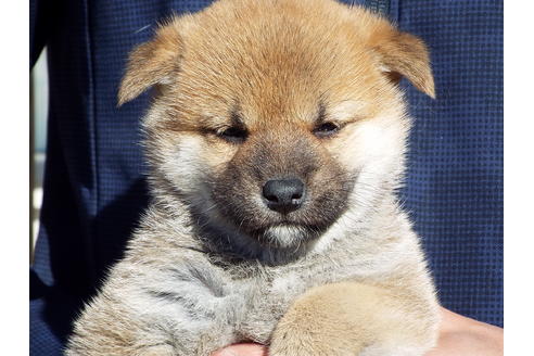 成約済の埼玉県の柴犬-39793の4枚目