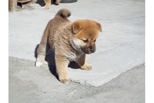 成約済の埼玉県の柴犬-39793の2枚目