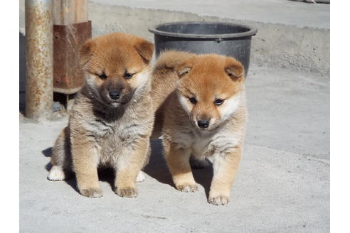 成約済の埼玉県の柴犬-39793の1枚目