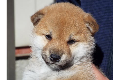 成約済の埼玉県の柴犬-39794の5枚目