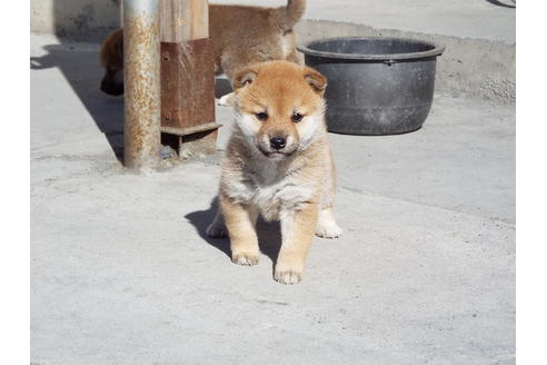 成約済の埼玉県の柴犬-39794の4枚目