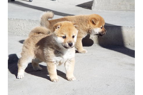 成約済の埼玉県の柴犬-39794の3枚目