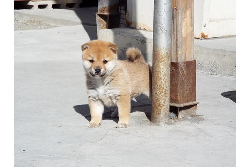 成約済の埼玉県の柴犬-39794の2枚目