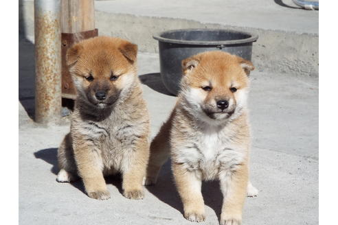成約済の埼玉県の柴犬-39794の1枚目