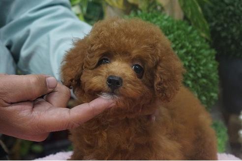 成約済の京都府のトイプードル-37221の2枚目