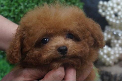 成約済の京都府のティーカッププードル-39152の3枚目